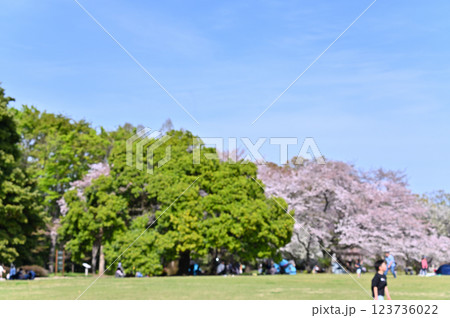 市民の森・見沼グリーンセンターの春　満開の枝垂れ桜　（埼玉県・さいたま市） 123736022