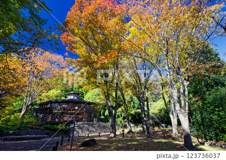 港北ニュータウン・鴨池公園の紅葉 123736037