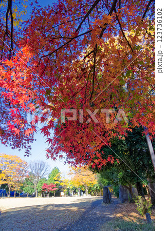 港北ニュータウン・葛ケ谷公園の紅葉 123736102