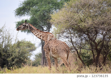 歩くマサイキリン 123736135