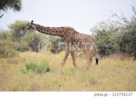 首を伸ばすマサイキリン 123736137