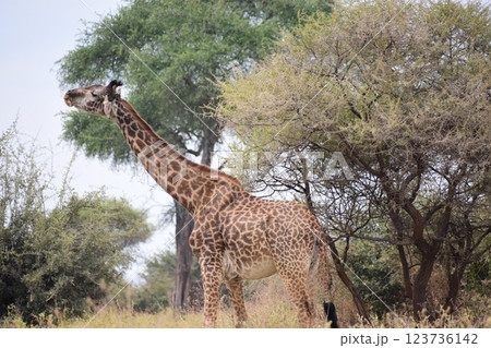 マサイキリン 123736142