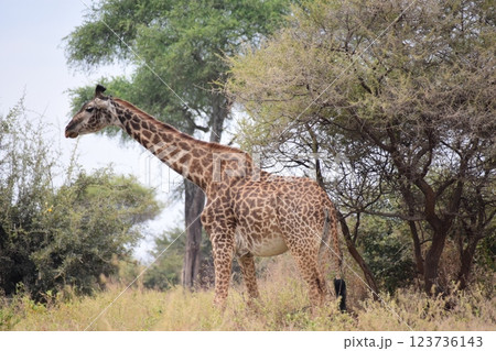 ブッシュにあらわれたマサイキリン 123736143