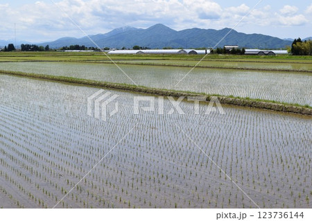 田植え直後の水田風景 123736144