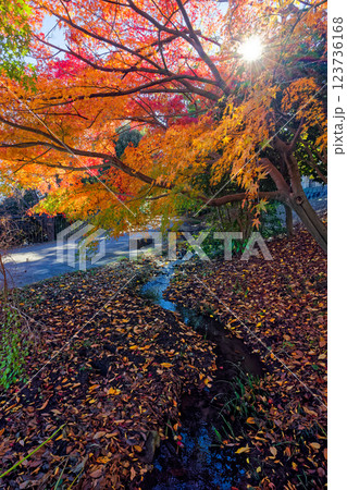 港北ニュータウン・ささぶねの道の紅葉の風景 123736168