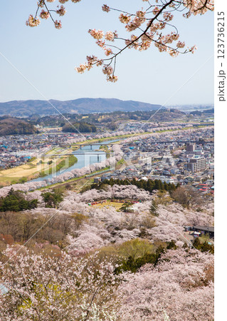 一目千本桜を走る電車 123736215