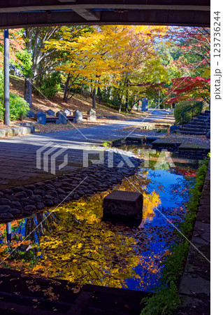 港北ニュータウン・ささぶねの道の紅葉 123736244