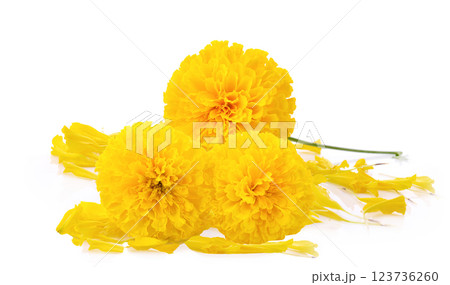 Marigold flower isolated on white background Decorative elements for Indian holiday ceremonies 123736260
