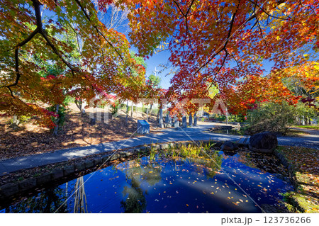 港北ニュータウン・ささぶねの道の紅葉 123736266