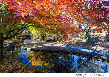 港北ニュータウン・ささぶねの道の紅葉 123736270