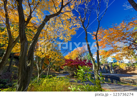 港北ニュータウン・ささぶねの道の紅葉 123736274