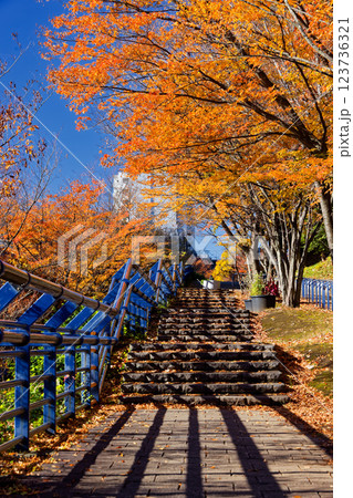 港北ニュータウン・都筑中央公園の紅葉 港北ニュータウン・都筑中央公園の紅葉 123736321