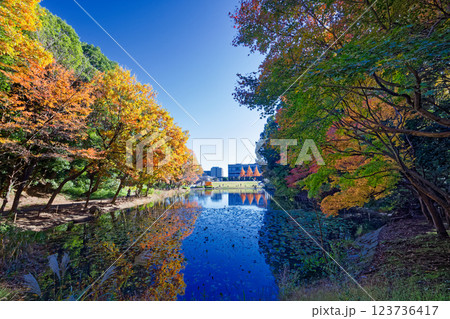 港北ニュータウン・都筑中央公園の紅葉 港北ニュータウン・都筑中央公園の紅葉 123736417