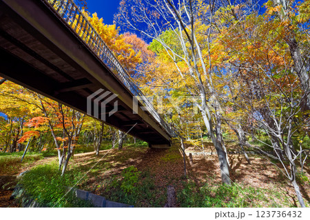 横浜・港北ニュータウン・都筑中央公園の紅葉 123736432