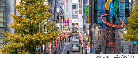 「東京都」西新宿 秋の旧青梅街道の風景 「東京都」西新宿 秋の旧青梅街道の風景 123736478