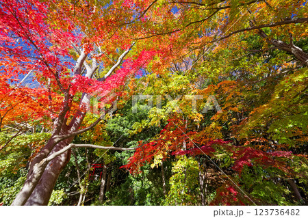 横浜・港北ニュータウン横浜・港北ニュータウン・都筑中央公園の紅葉・都筑中央公園の紅葉 123736482