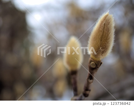 寒い2月に芽吹いたハクモクレンの花芽 寒い2月に芽吹いたハクモクレンの花芽 123736842