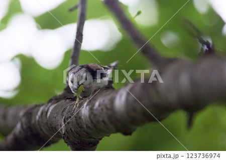 シマエナガ　捕食　アオムシ　幼虫　生態 123736974