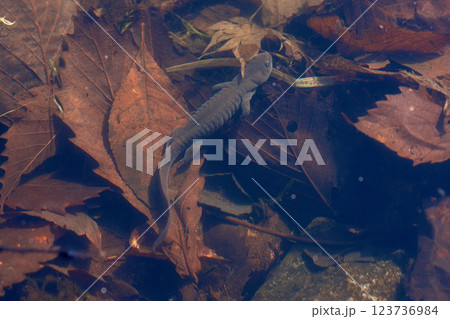 エゾサンショウウオ 123736984