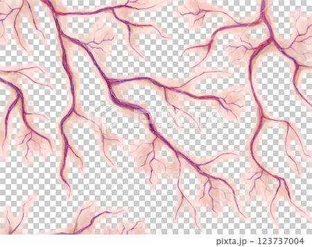 Blood vessels Capillaries Veins Blood vessels Capillaries Veins 123737004