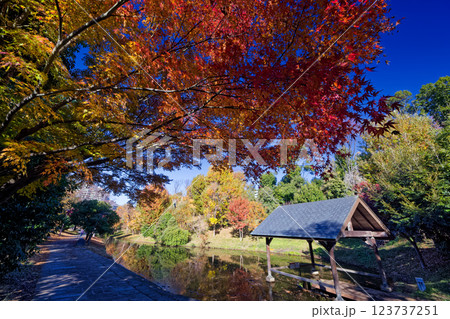 港北ニュータウン・大原みねみち公園の紅葉 123737251