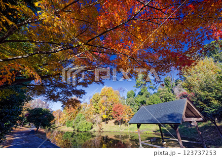 港北ニュータウン・大原みねみち公園の紅葉 港北ニュータウン・大原みねみち公園の紅葉 123737253