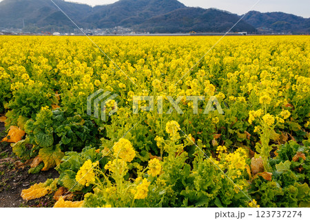 一面に広がる菜の花畑 123737274