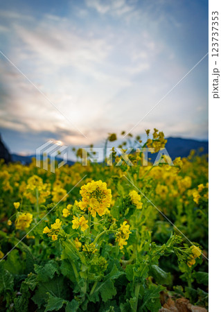 朝日に染まる菜の花畑 朝日に染まる菜の花畑 123737353