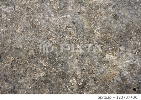 大きさは二ミリほど 大きさは二ミリほど 123737430