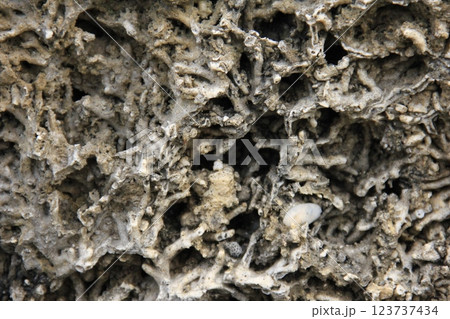 白い木目の模様が美しい 白い木目の模様が美しい 123737434