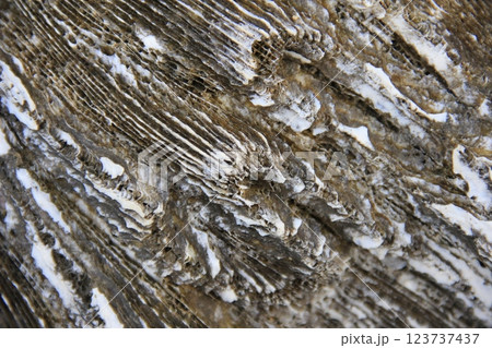 氷の張った氷 氷の張った氷 123737437