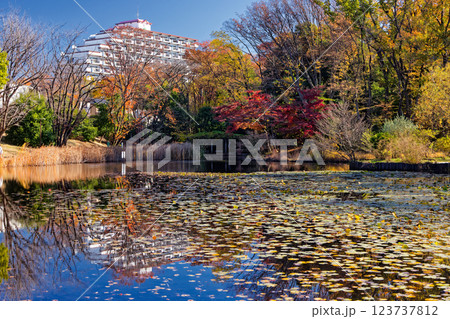 秋の港北ニュータウン・せせらぎ公園の風景 123737812