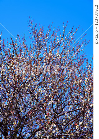 早春の訪れ　満開白梅　深谷市　　　　 123737912