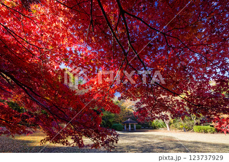 港北ニュータウン・茅ヶ崎公園の紅葉 港北ニュータウン・茅ヶ崎公園の紅葉 123737929