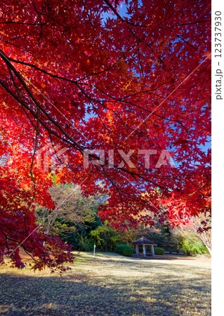 港北ニュータウン・茅ヶ崎公園の紅葉 港北ニュータウン・茅ヶ崎公園の紅葉 123737930