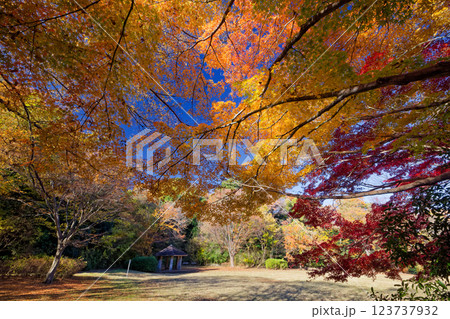 港北ニュータウン・茅ヶ崎公園の紅葉 港北ニュータウン・茅ヶ崎公園の紅葉 123737932