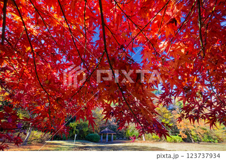 港北ニュータウン・茅ヶ崎公園の紅葉 123737934