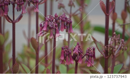 コダカラソウ、多肉植物の花 123737943