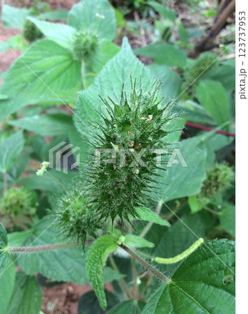 Plant commonly known as foxtail copperleaf Plant commonly known as foxtail copperleaf 123737953