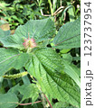 Tropical plant from tropical America 123737954
