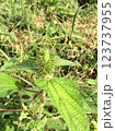 Acalypha wild herb 123737955