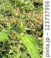 Plant of the Euphorbiaceae family 123737956