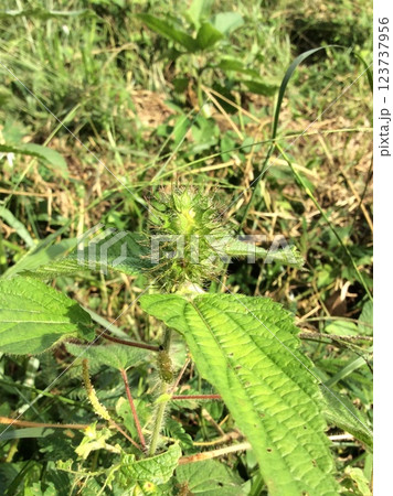 Plant of the Euphorbiaceae family 123737956