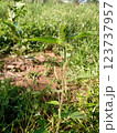 Spectacular tropical plant of the fields: Acalypha 123737957