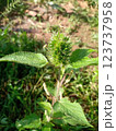 Acalypha alopecuroides considered a weed 123737958