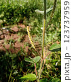 Beautiful wild plant from tropical climates 123737959