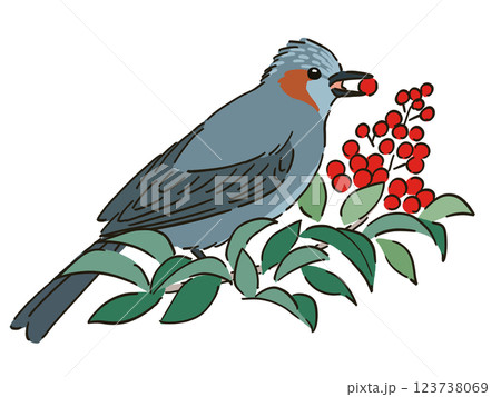 ナンテンを食べるヒヨドリのイラスト 123738069