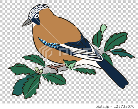 ミズナラに止まるカケスのイラスト 123738070