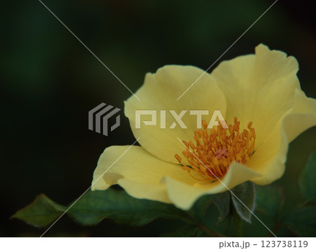 9月に咲いた黄色いバラ「金蓮歩（キンレンポ）」 123738119