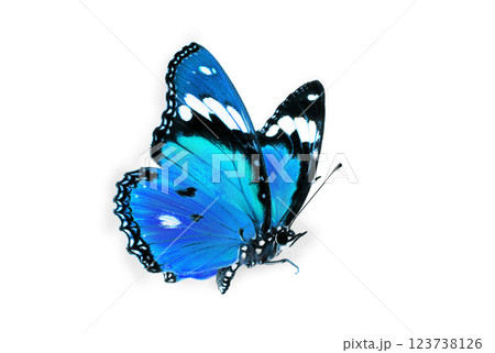 Beautiful blue butterfly flying isolated on white background. for graphics or advertising design. 123738126